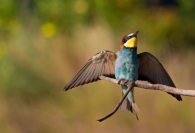 Abelhador europeu merops apiaster um pássaro senta-se em um galho espalhando suas asas