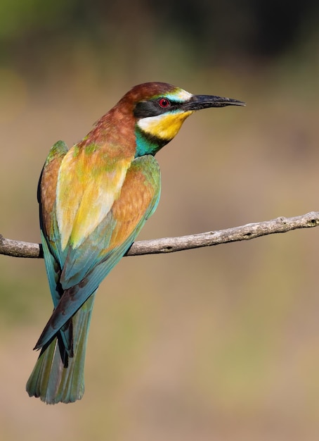 Abelhador europeu Merops apiaster Um pássaro senta-se em um galho