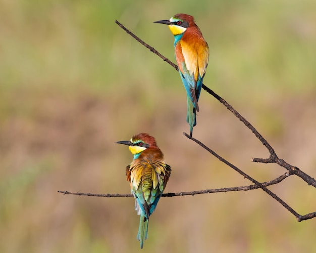 Abelhador europeu merops apiaster Uma família de pássaros senta-se em um galho perto de sua toca