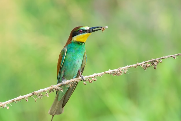 Foto abelharuco comendo um inseto