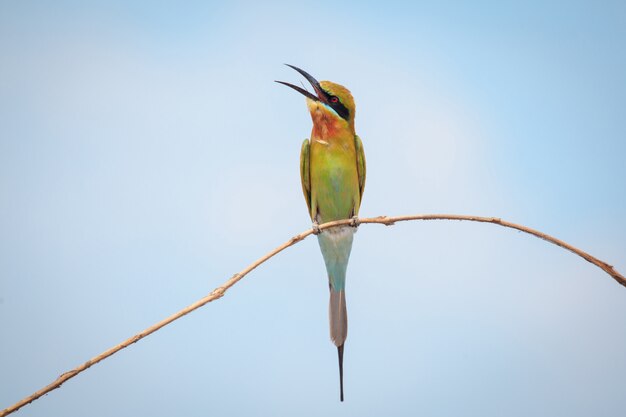 Abelharuco-de-cauda-azul, pássaro