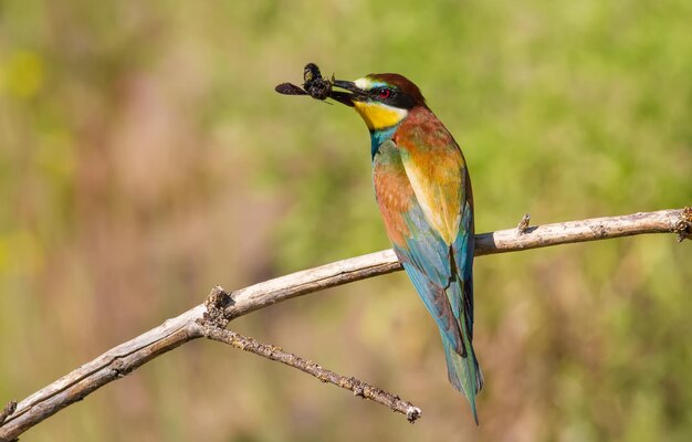 Abelharuco europeu Merops apiaster A ave mais colorida da Eurásia Ave capturada