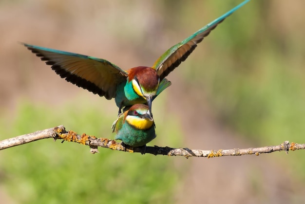 Abelharuco europeu merops apiaster a época de acasalamento das aves