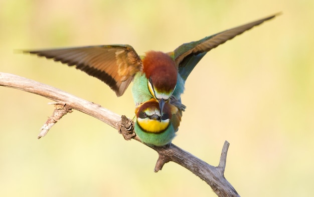 Abelharuco europeu Merops apiaster Abelharuco comum