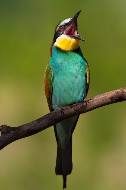 Abelharuco Europeu Merops apiaster De manhã cedo, um pássaro senta-se em um velho retrato de galho seco O pássaro abriu seu bico boceja