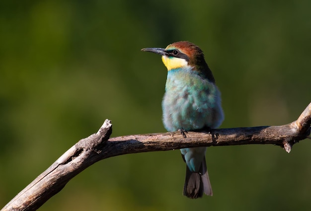 Abelharuco europeu Merops apiaster De manhã ensolarada, o jovem pássaro senta-se em um velho galho seco