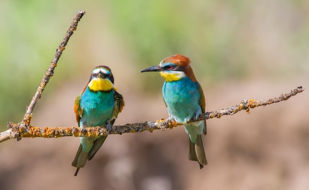 Abelharuco europeu Merops apiaster Dois pássaros estão sentados em um lindo galho