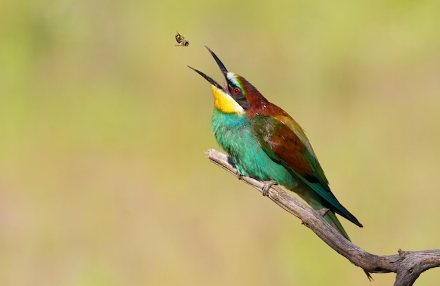 Abelharuco europeu merops apiaster O pássaro jogou uma abelha e a pega com seu bico faz malabarismos