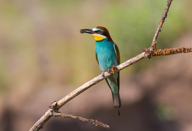 Abelharuco europeu merops apiaster O pássaro senta-se em um galho e segura um zangão em seu bico