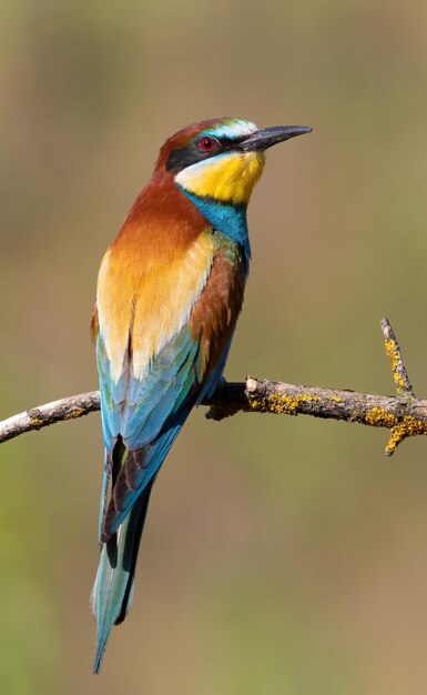 Abelharuco europeu merops apiaster Um close de um pássaro sentado em um lindo galho