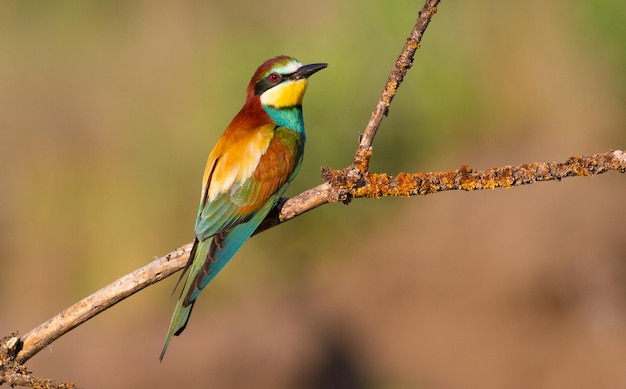 Abelharuco europeu merops apiaster Um pássaro de manhã cedo senta-se em um galho seco