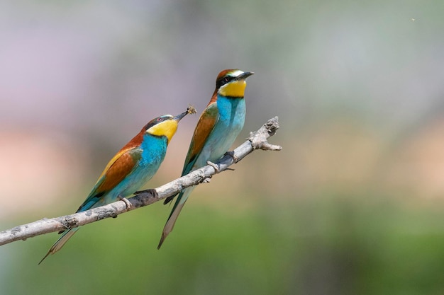 Abelharuco (Merops apiaster) Málaga, Espanha