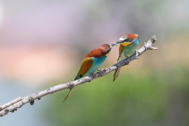 Abelharuco (Merops apiaster) Málaga, Espanha