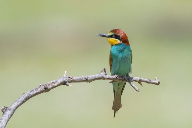 Abelharuco (Merops apiaster) Málaga, Espanha