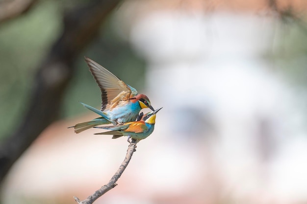 Abelharuco (Merops apiaster) Málaga, Espanha