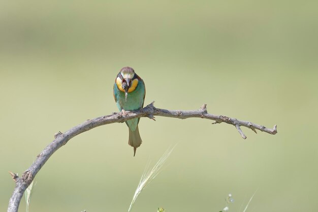 Abelharuco (Merops apiaster) Málaga, Espanha