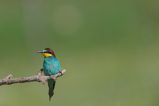 Abelharuco (Merops apiaster) Málaga, Espanha