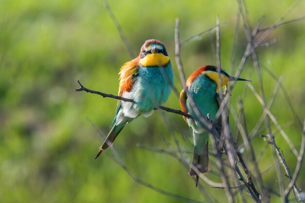 Abelharuco (Merops Apiaster)