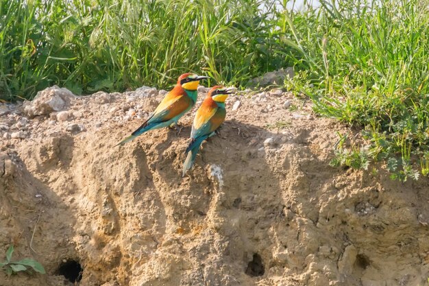 Abelharuco (Merops Apiaster)