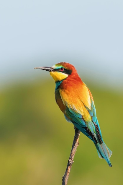 Abelharuco (merops apiaster)