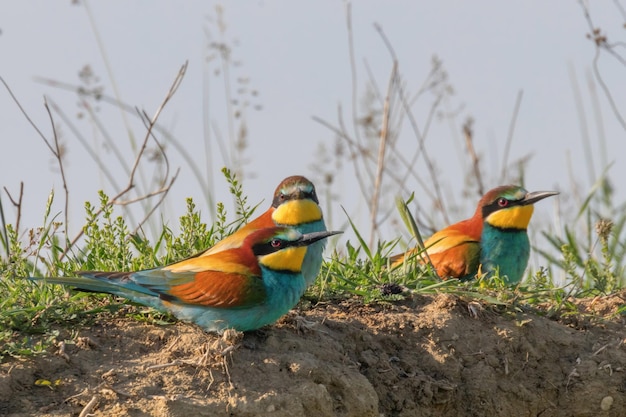 Abelharuco (merops apiaster)