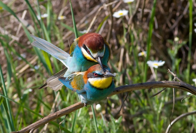 Abelharucos merops apiaster Aves têm época de acasalamento