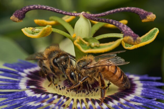 Abelhas coletando pólen de flor roxa