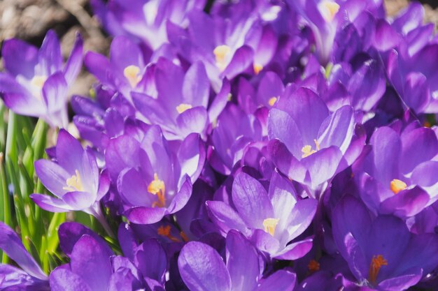 Abelhas em açafrão roxo crescendo do lado de fora vista em flores mágicas da primavera açafrão sativus foco seletivo jardim da primavera foco seletivo