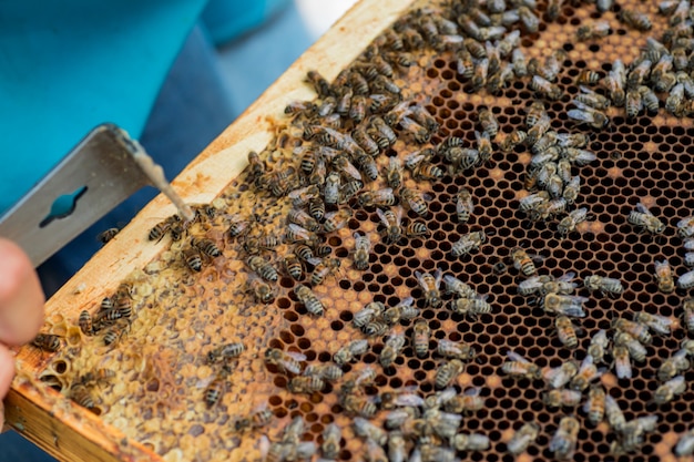 Abelhas em cera velha e escura com ninhada selada e células abertas com mel.