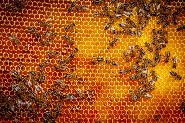 Abelhas em favos de mel com mel em close Uma família de abelhas fazendo mel em uma grade de favo de mel em um apiário