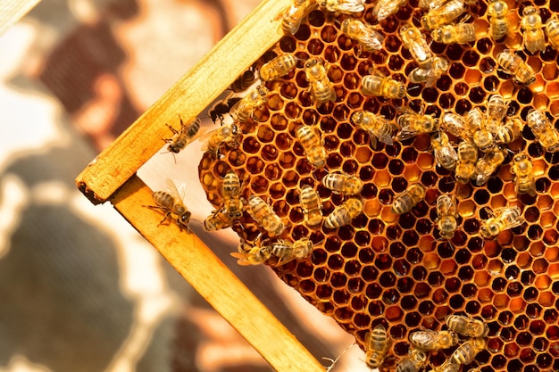 Abelhas em uma colmeia em cera mel fresco