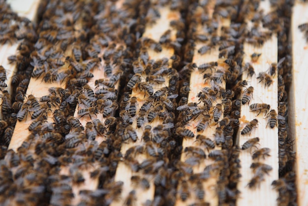 Abelhas no favo de mel Célula de mel com abelhas Apicultura Apiário Colmeia de madeira e colméia de abelhas com quadros de abelhas da colmeia vista superior Foco suave