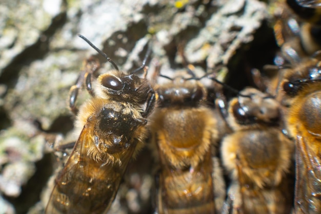 Abelhas no fundo da casca de árvore são filmadas com uma lente macro