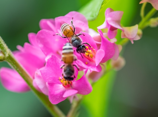 Abelhas polinizam flor rosa