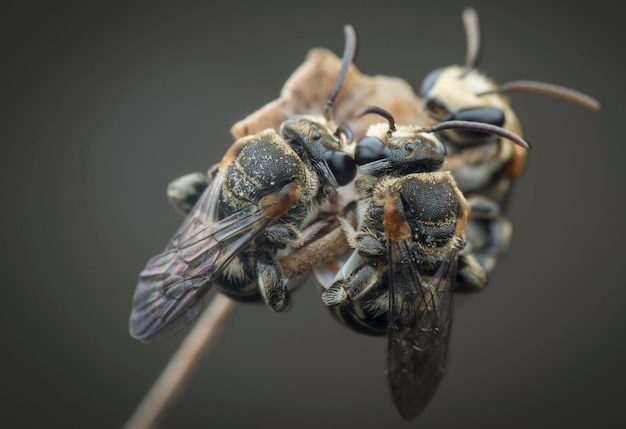 Abelhas suadas empoleiradas nos galhos