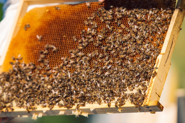 Abelhas trabalhando no favo de mel. quadros de uma colmeia de abelhas. apicultura