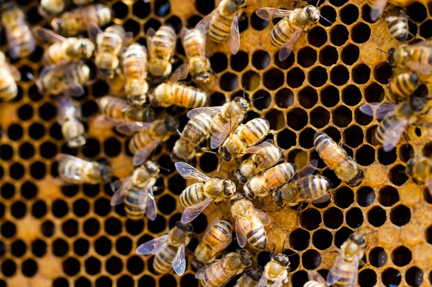 Abelhas trabalhando no favo de mel.
