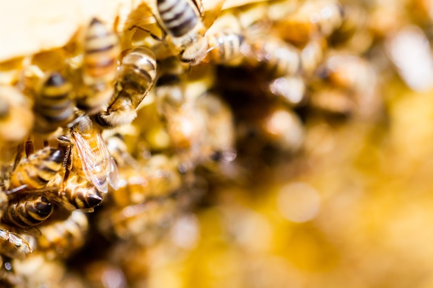 Foto abelhas trabalhando no favo de mel.