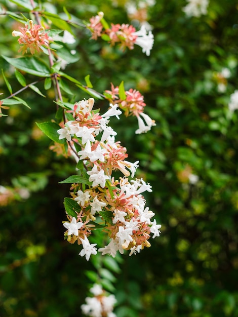 Abelia grandiflora Strauchzweig mit weißen Blüten