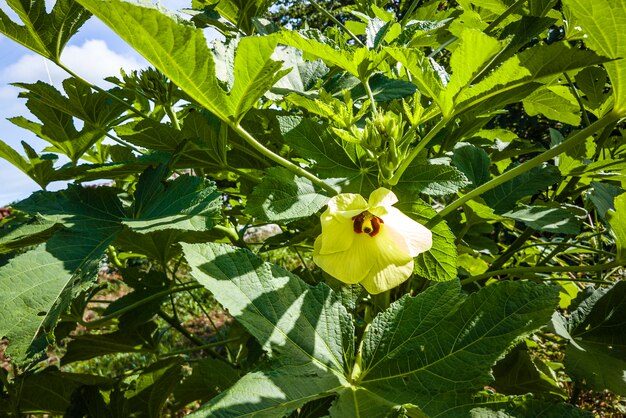 Abelmoschus esculentus, conocido en muchos países de habla inglesa como dedos de mujer u ocro, es una planta con flores de la familia de las malvas. Es apreciado por sus vainas de semillas verdes comestibles.