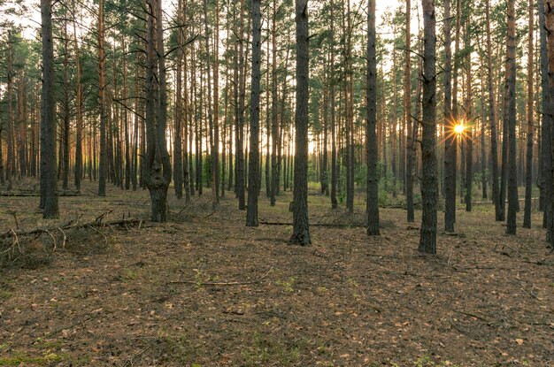 Abend im Kiefernwald Die untergehende Sonne im Wald Gefallene Zweige