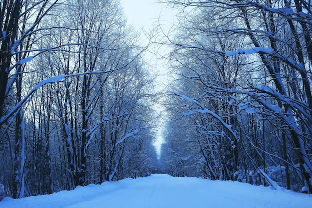 Abend in Winterwaldlandschaft, Blick auf dunkle Bäume mystisch