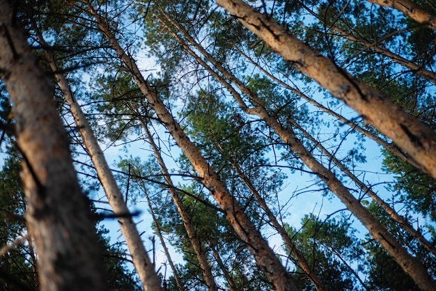 Abend mit Sonnenuntergang in einem Kiefernwald.