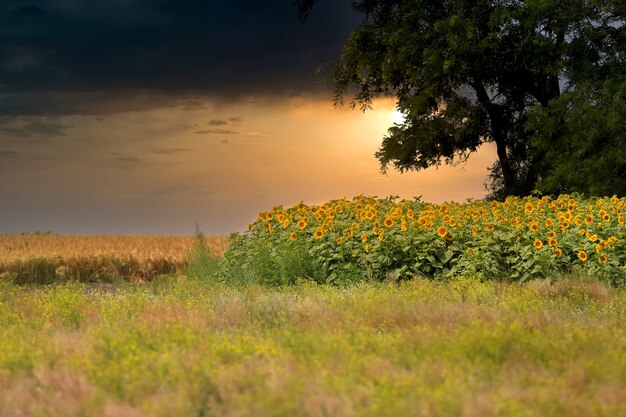 Abendfoto von einem kleinen Wald und einem blühenden Sonnenblumenfeld vor dem Hintergrund der untergehenden Sonne