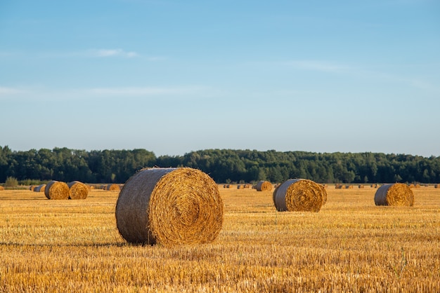 Abendlandschaft der Strohballen nach der Ernte des Roggens