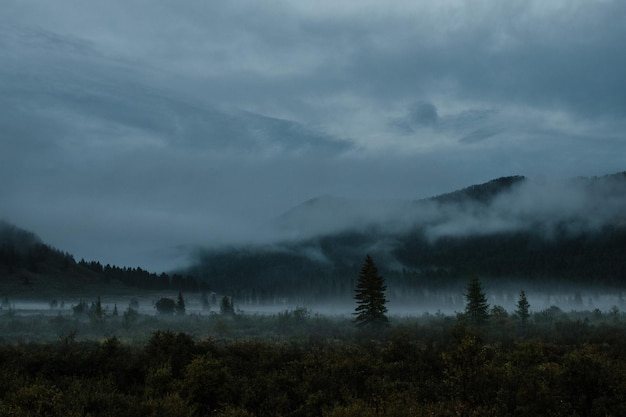 Abendlandschaft mit Nebelbergen und Koniferen