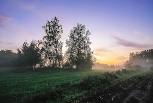 Abendnebel auf einem Feld in der Landschaft im Sommer.