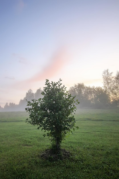 Abendnebel auf einem Feld in der Landschaft im Sommer.