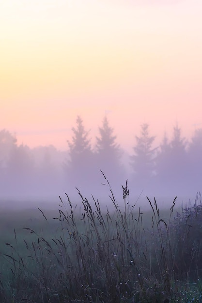 Abendnebel auf einem Feld in der Landschaft im Sommer.