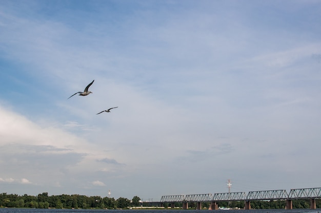 Abends fliegen zwei Möwen gegen den blauen Himmel. Seevögel schweben anmutig in der Luft über dem Stausee.